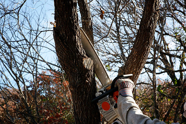 Best Arborist Consultation Services  in Patterson, LA