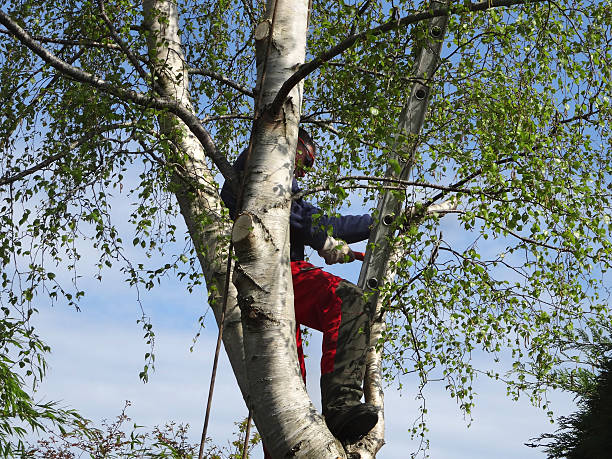 How Our Tree Care Process Works  in  Patterson, LA